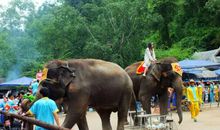 精彩的大象表演