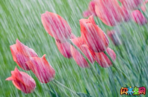 我喜欢春雨