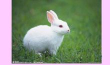 我喜欢的动物小白兔作文