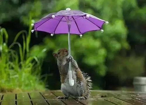 小雨伞