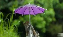 一把小雨伞