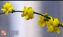 愿做第一朵迎春花