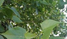 一抹美丽的绿色