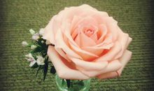 梦想象花儿一样绽放