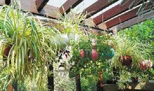 我家的小植物园