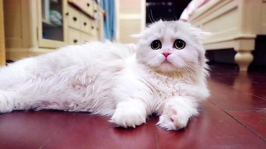 狡猾的猫