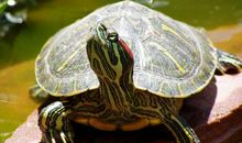 我喜爱的巴西乌龟