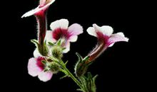 不能被遗忘的血花