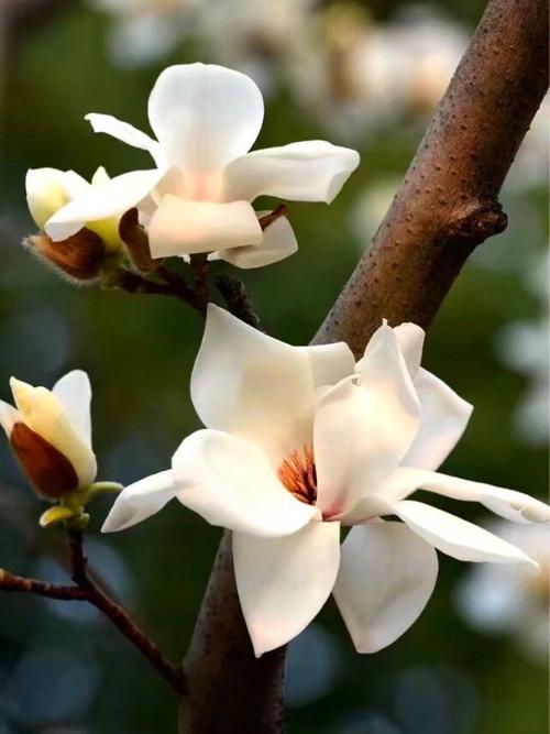 另请参阅木兰花园