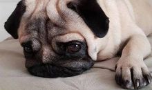 那感觉才叫委屈