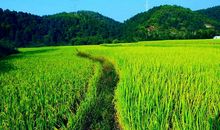 迷人的田园风光