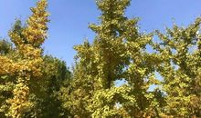 幸福照耀暖洋洋