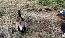 鸭子掉进下水道