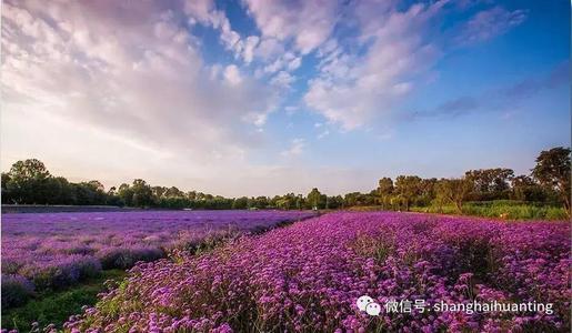 遇到花海