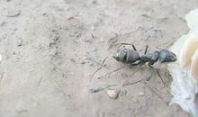 走进蚂蚁的世界