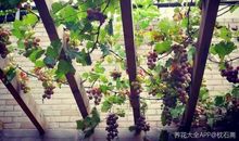 葡萄架下的小竹床