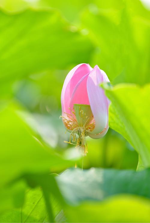 感谢我内心开放的莲花