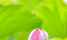 感谢那朵开放在心头的莲