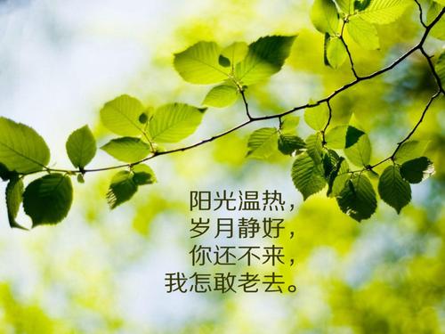 我最喜欢阳光