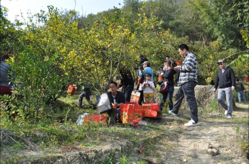 橙色采摘之旅