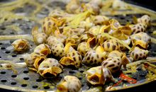 海鲜蔬菜家族大宴会