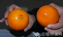 一个橘子的自述