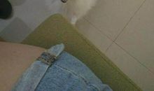 可爱的小狗——珍珠