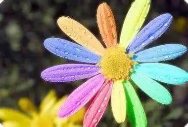 如果我是一朵花