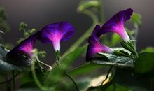 轻轻的花，重重的思念