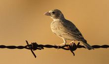 我们班的“百灵鸟”