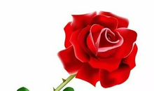 一朵骄傲的玫瑰