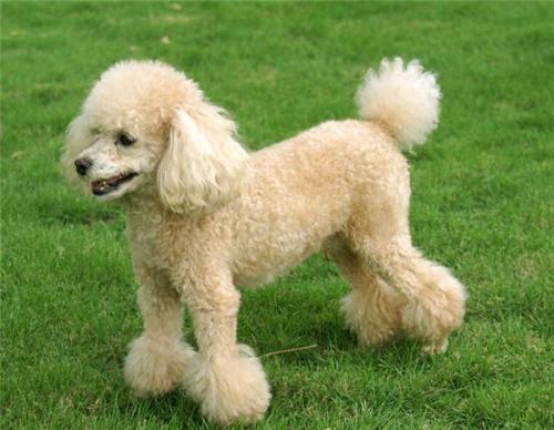 顽皮的贵宾犬