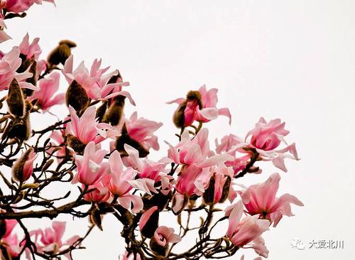 绽放生活之美