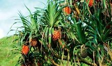 难忘的一次水果节