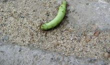 观察蚂蚁的奥秘