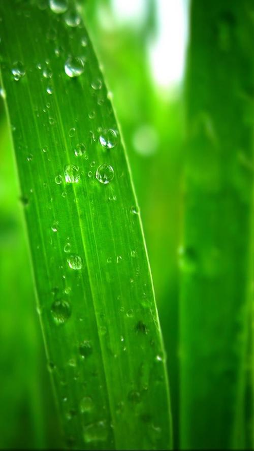 淡淡的绿色
