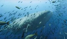 蓝色星球2观后感