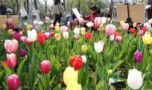 九龙湖的郁金香