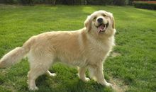 我想养一只小狗