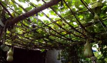 我家小院的梅花