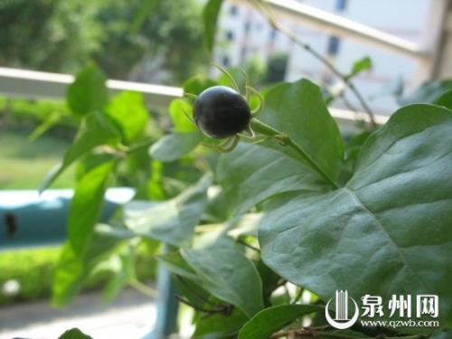 希望成为茉莉花