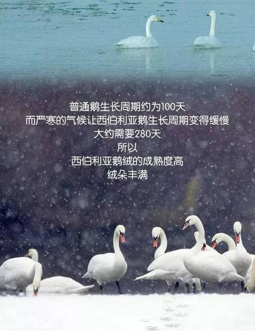 我是鹅