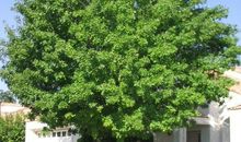 我心目中的大树