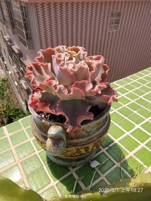 绽放，最美丽的光彩