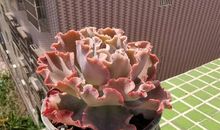 绽放，最美的光彩