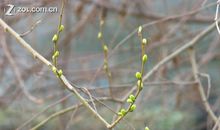 关于小鸟柳树蚂蚁的作文