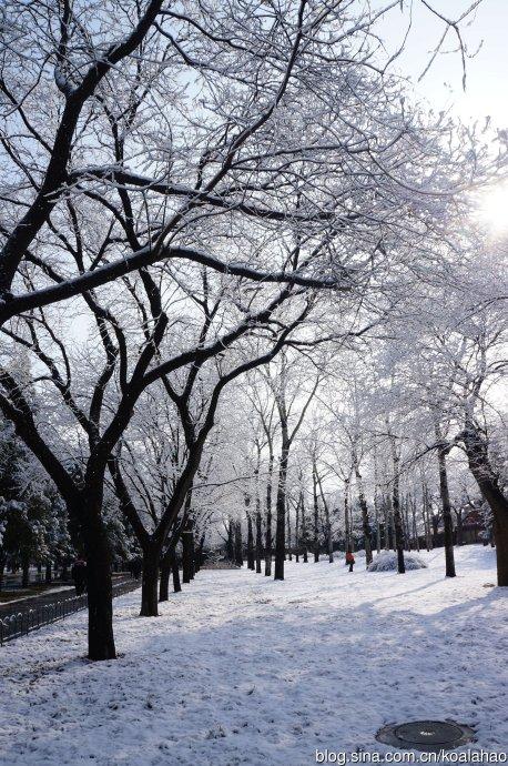 春天在下雪
