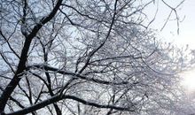 春天竟然“下雪了”