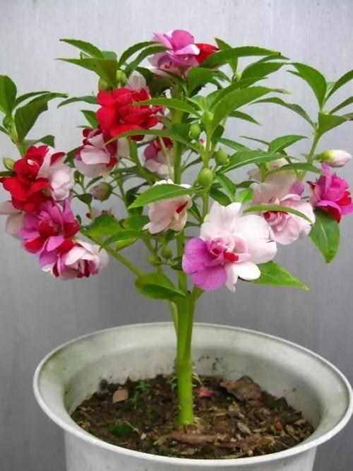 凤仙花的生活