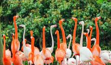 春游动物园作文